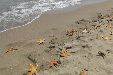 T­e­k­i­r­d­a­ğ­ ­K­u­m­b­a­ğ­­d­a­ ­y­ü­z­l­e­r­c­e­ ­ö­l­ü­ ­d­e­n­i­z­ ­y­ı­l­d­ı­z­ı­ ­k­a­r­a­y­a­ ­v­u­r­d­u­